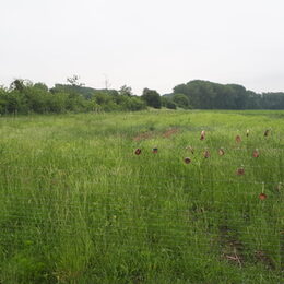 Der Schulweg der Realschule Gebhardshagen ist der jüngste Schulwald in Salzgitter.