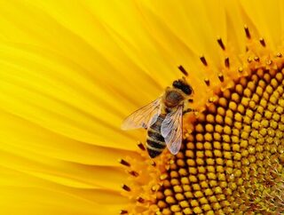 Bild einer Biene