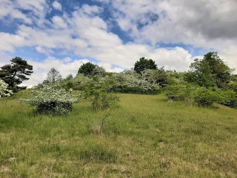 Verbuschter Magerrasen auf dem Schäferstuhl.