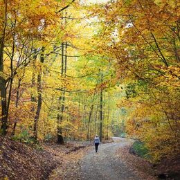 Eine Frau geht in einem Herbstwald spazieren