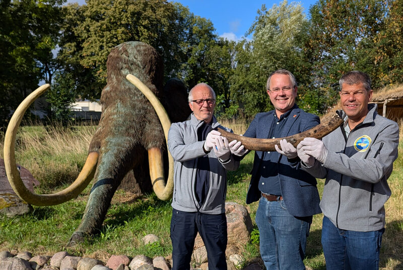 Freute sich über den Neuzugang: Museumsleiter Arne Homann (Mitte) mit Harald Wiegleb (links), Jürgen Woelke (rechts) und dem Stoßzahn im Eiszeitgarten Salder. Im Hintergrund das lebensgroß rekonstruierte ausgewachsene Mammut im Eiszeitgarten.