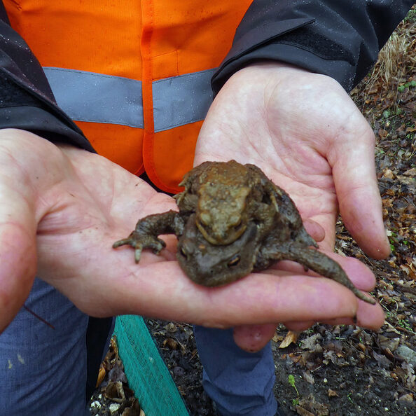 Die Amphibien machen sich auf den Weg zu ihren Laichgewässern. Die Verkehrsteilnehmenden werden an verschiedenen Straßen in Salzgitter um Vorsicht gebeten.