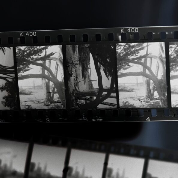 Mit natürlichen Materialien entwickelter Foto-Negativ-Streifen.