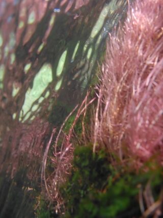 Eins der gezeigten Fotos von Jette Held